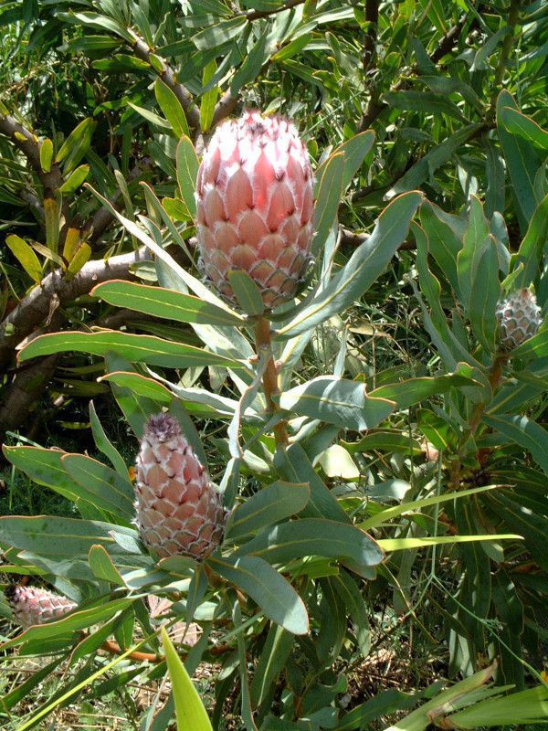 NC[veA(Queen Protea)